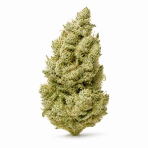 Symbolbild der Blüte Cannamedical Ghost Train Haze 21/1